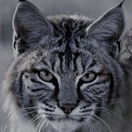 bobcatuk