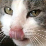 MillieMeow