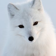 FoxTale