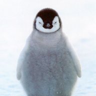 Saltypenguin