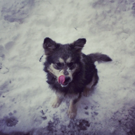 brodjo