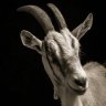 OldGoat