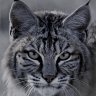 bobcatuk