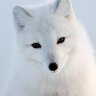 FoxTale