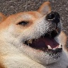 ChonkyShiba