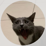 SoxtheGreyCat