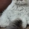 FatTogler
