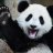 Cumipanda