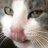 MillieMeow
